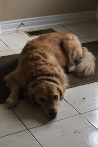 Golden Dreams: The Laid-Back Retriever 🐾✨