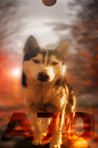 Eternal Spirit of the Husky