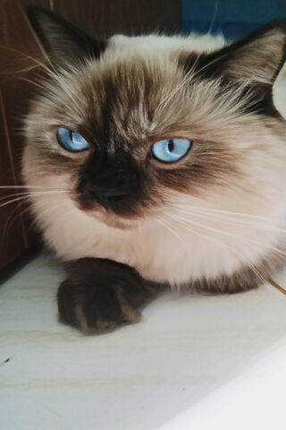 Hima: The Enigmatic Blue-Eyed Beauty 🐾💙
