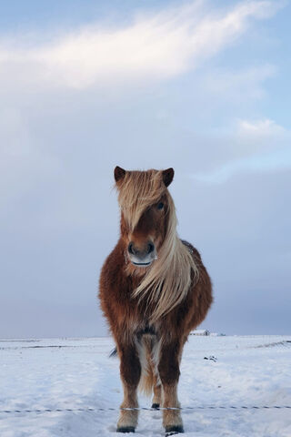 Majestic Mane: The Winter Pony