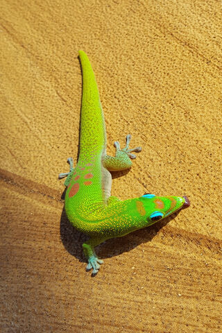 Hawaii Gecko
