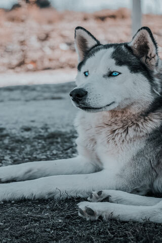 Majestic Husky: The Arctic Beauty 🐾❄️