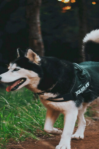 Husky Adventures: Nature's Playful Companion 🐾🌲