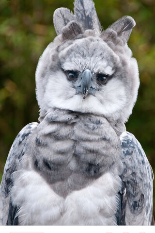 Majestic Guardian of the Skies: The Harpy Eagle 🦅✨