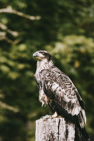 Hawk