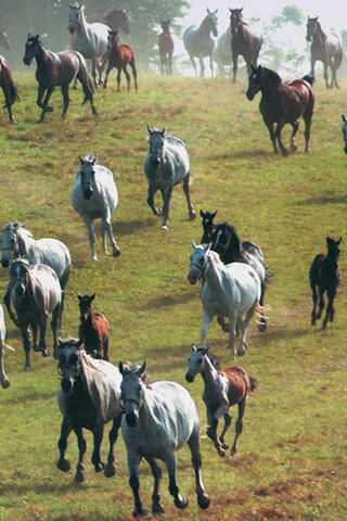 Galloping Grace: A Herd in Motion 🐎🌿