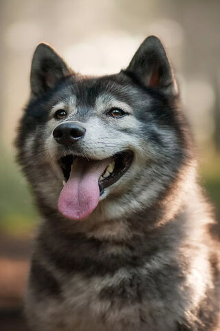 Husky Happiness: A Joyful Companion 🐾