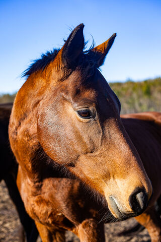 Majestic Equine Portrait 🐴✨