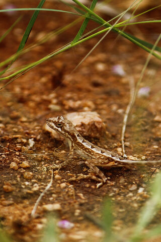 Indian Baby Lizard