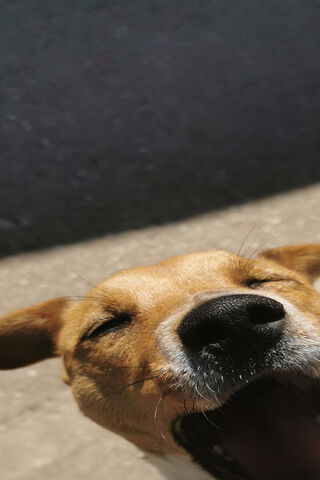 Joyful JR Terrier: A Snapshot of Happiness! 🐶✨