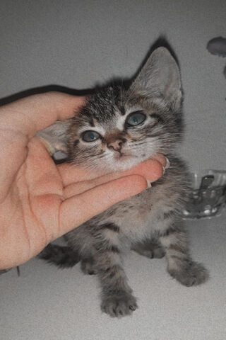 Kedi: The Adorable Feline Friend 🐾