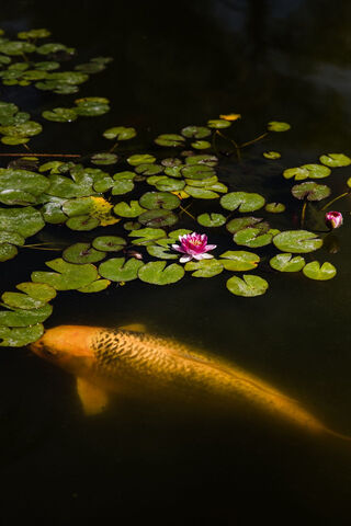 Serenity Beneath the Surface: The Koi's Dance