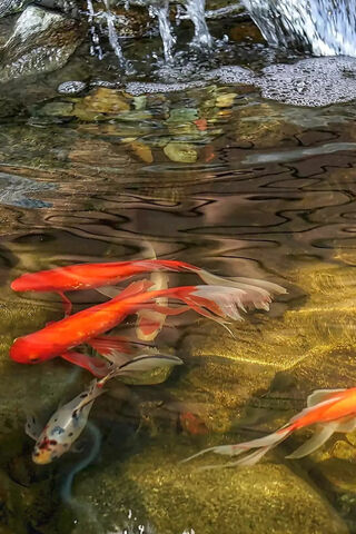 Serenity Beneath the Surface: Koi Fish in Tranquil Waters 🐟💧