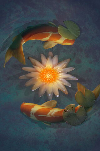 Harmony in Water: The Dance of Koi