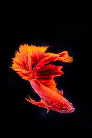 Dancing Flames: The Majestic Koi