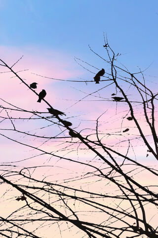 Karga's Twilight Gathering 🌅🦅
