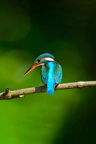 The Vibrant Majesty of the Kingfisher 🦜✨