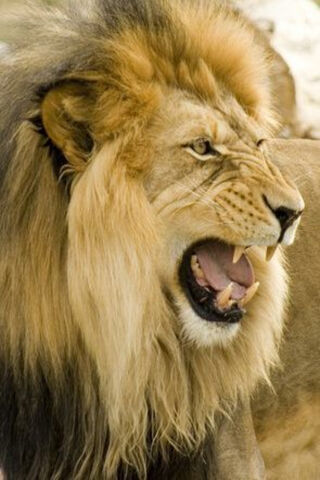 The Majestic Roar of the King 🦁