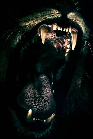 Echoes of the Wild: The Lion's Call