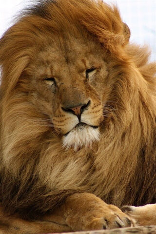 Lion
