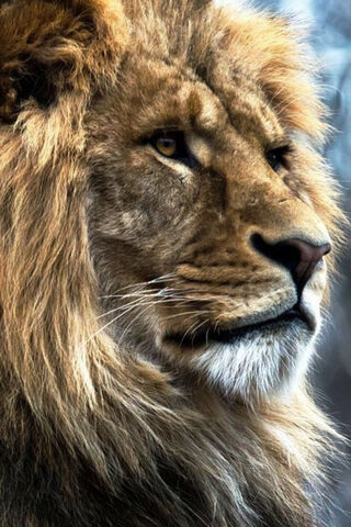 Majestic King of the Jungle 🦁