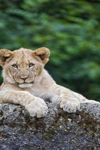 Majestic Cub: The Future King of the Jungle 🦁✨
