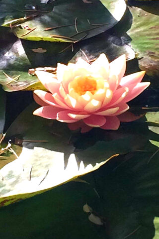 Serenity on the Water: The Enchanting Lily Pad 🌸💧