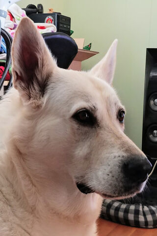 Majestic Lady Wolfdog: A Blend of Grace and Wild Spirit 🐺✨
