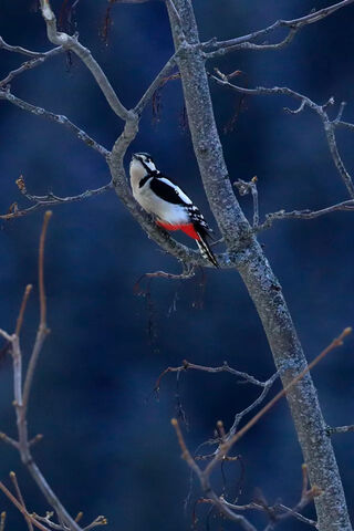 Lonely Bird