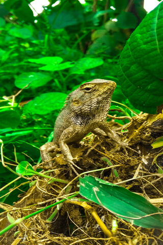 Lizard in the Lush Greenery 🌿🦎