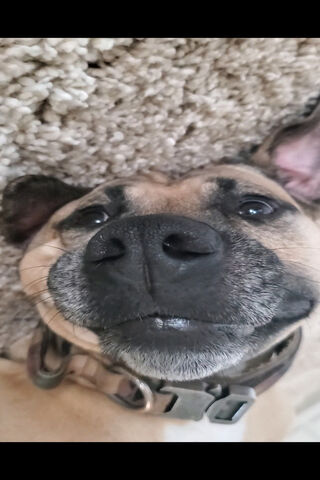 Paw-sitive Vibes: The Joy of LoL 🐾😄