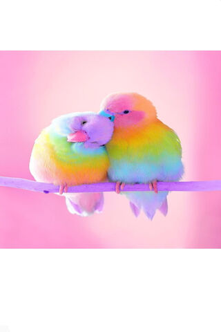 Colorful Affection: Lov..
