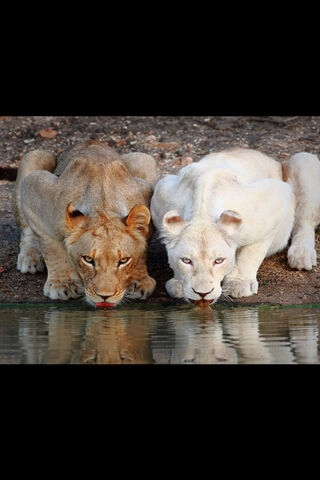 Sisters of the Savanna: A Majestic Duo 🦁✨