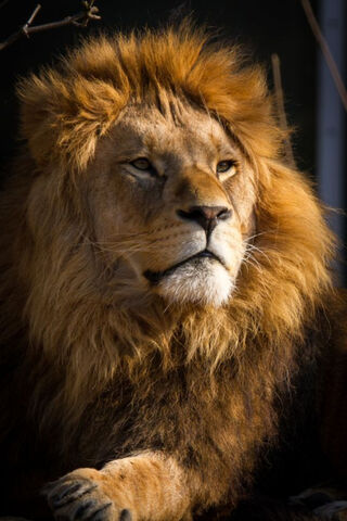Lion