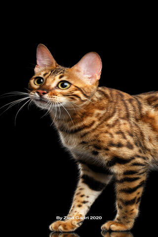 The Enigmatic Leopard Cat: Nature's Miniature Wildcat 🐆✨