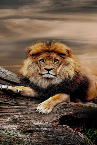 Majestic King of the Jungle 🦁