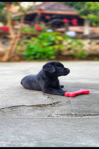 Playful Lab Puppy Adventures! 🐾