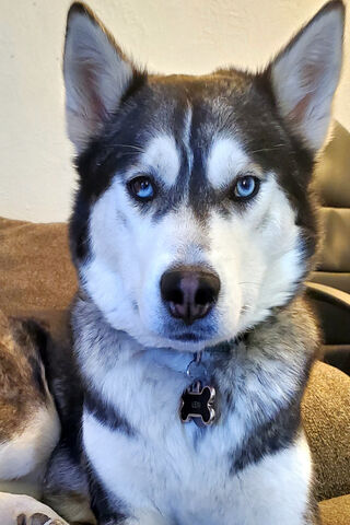 Meet Lexi: The Charming Husky-Akita Mix 🐾✨
