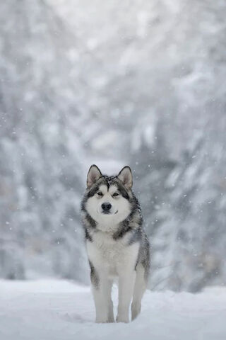 Solitude in the Snow: A Husky's Journey ❄️🐾