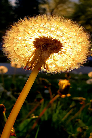 Golden Glow of the Lion's Mane 🌼✨