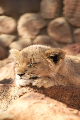 Dreaming of the Wild: Little Lion's Nap 🦁💤