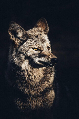 The Solitary Spirit of the Wild 🌌🐺