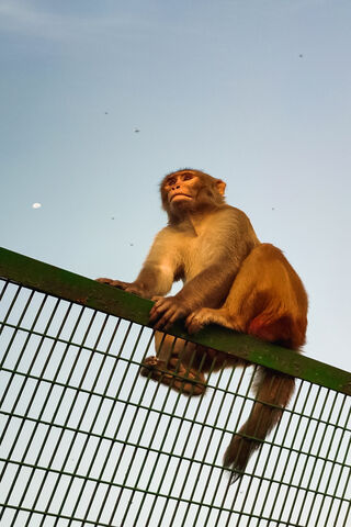 Monkey