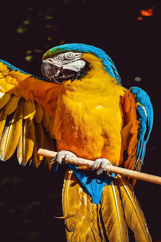 Macaw Parrot 4K