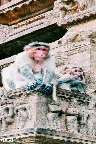 Charming Companions: The Monkey Duo 🐒❤️