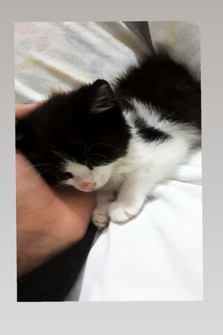 MinikMinik