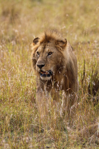 King of the Savanna 🦁🌾