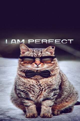 The Purrfect Gentleman 🐾😎