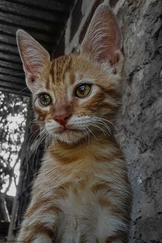 Michi the Curious Cat 🐾