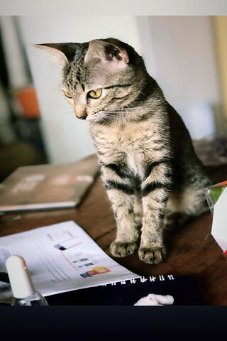 Molly Cat: The Curious Explorer 🐾